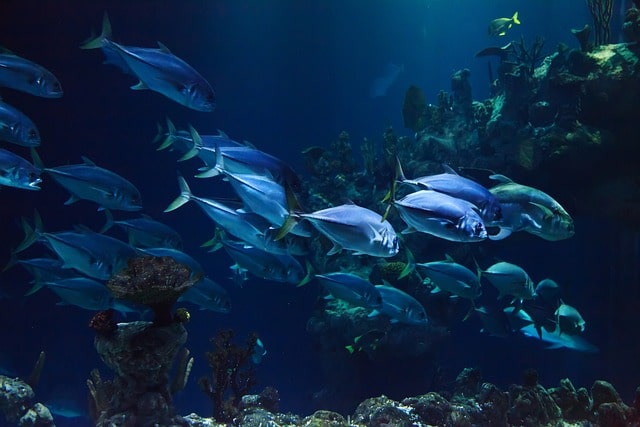 Fondo del mar en el que se observa la biodiversidad marina.